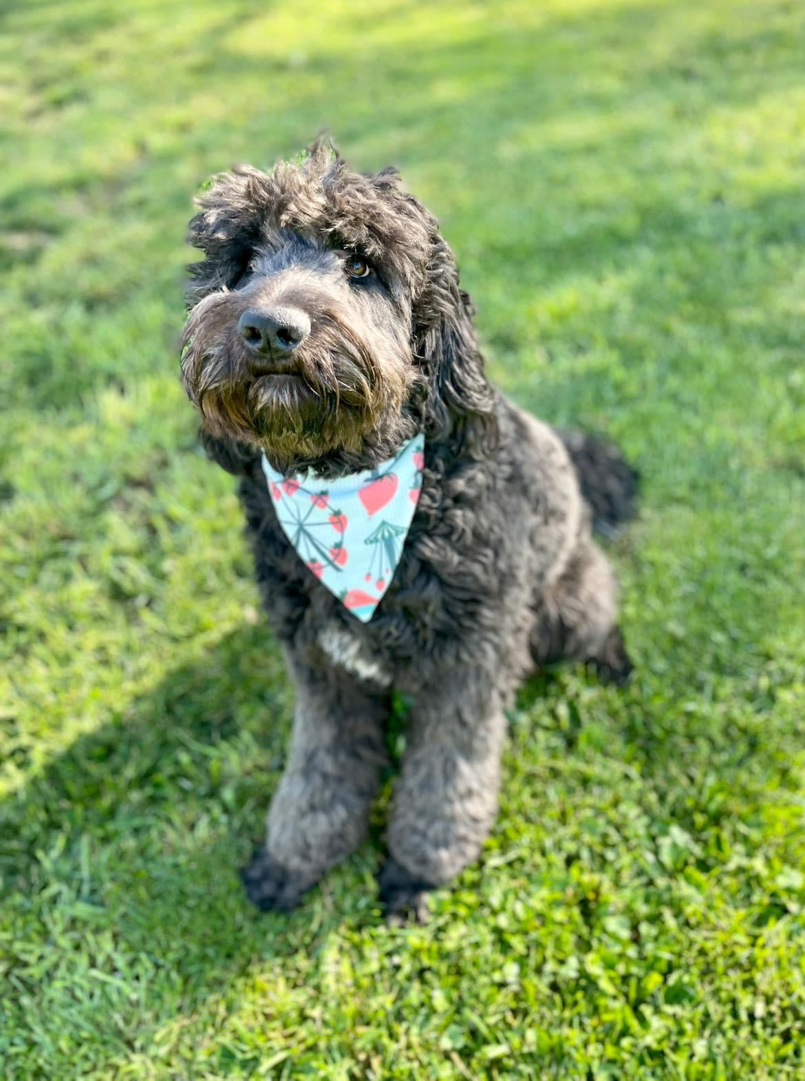 Dog bandana (custom)